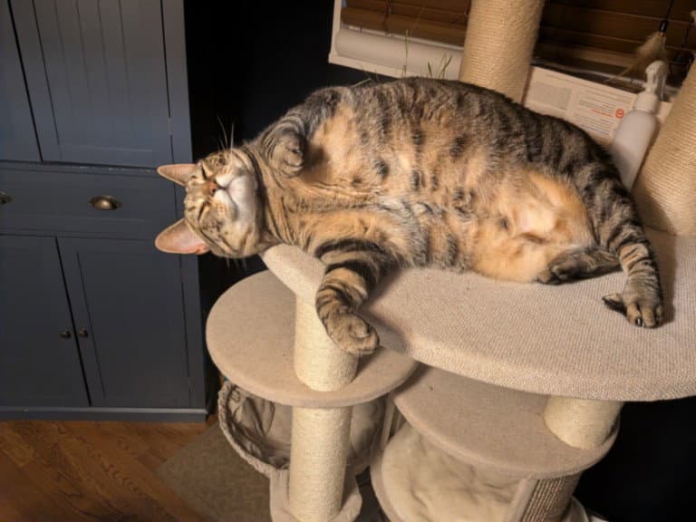 Jelly Roll - Domestic Short Hair