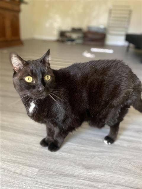 Navarro - Domestic Short Hair
