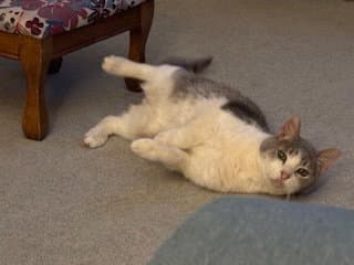 Brooks - Domestic Short Hair