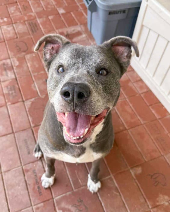 Wilbur - American Pit Bull Terrier