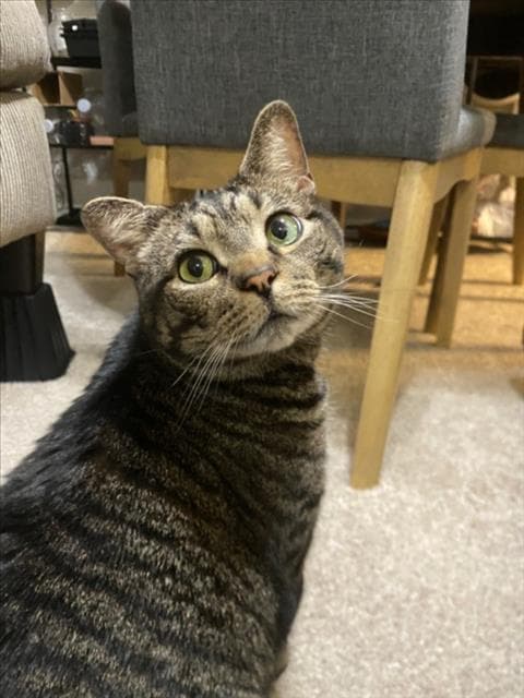 Tigger - Domestic Short Hair