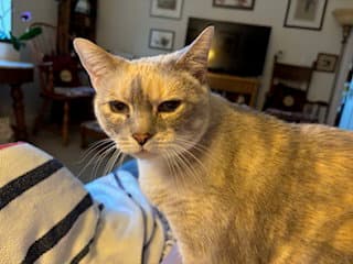Snow White - Domestic Short Hair