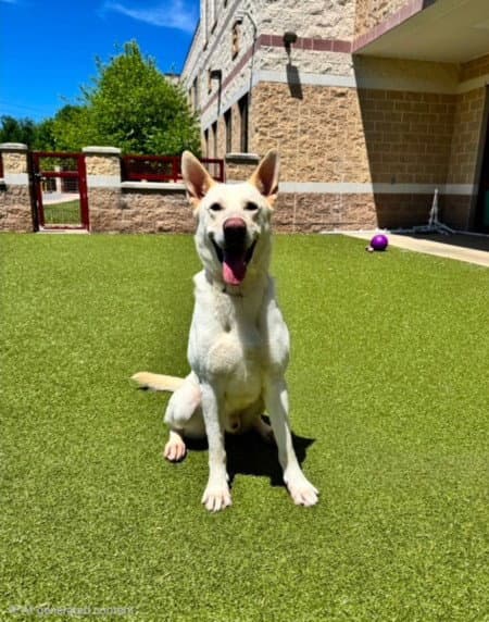 Splash - German Shepherd Dog