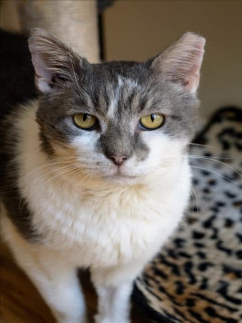 Cachetes - Domestic Short Hair