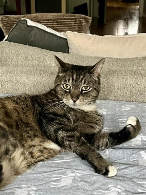 Wishy - Domestic Short Hair