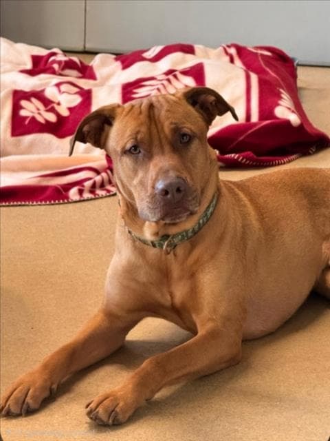 Arnold - Black Mouth Cur