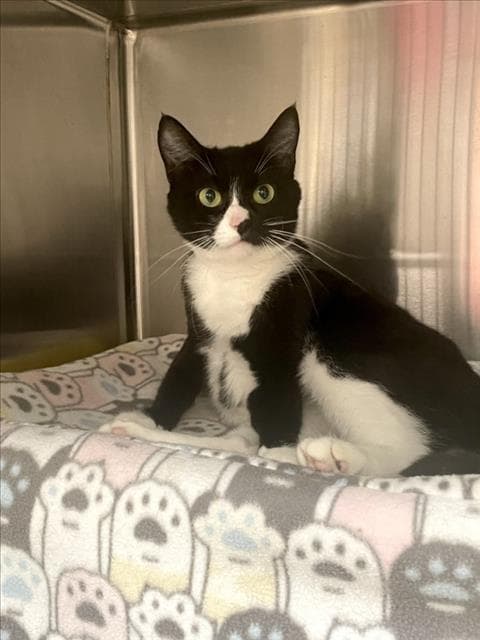 Paisley - Domestic Short Hair