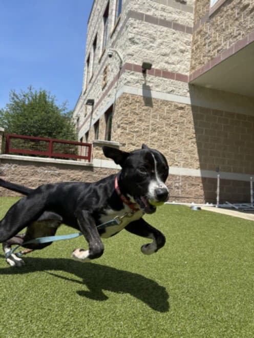 Onyx - American Pit Bull Terrier