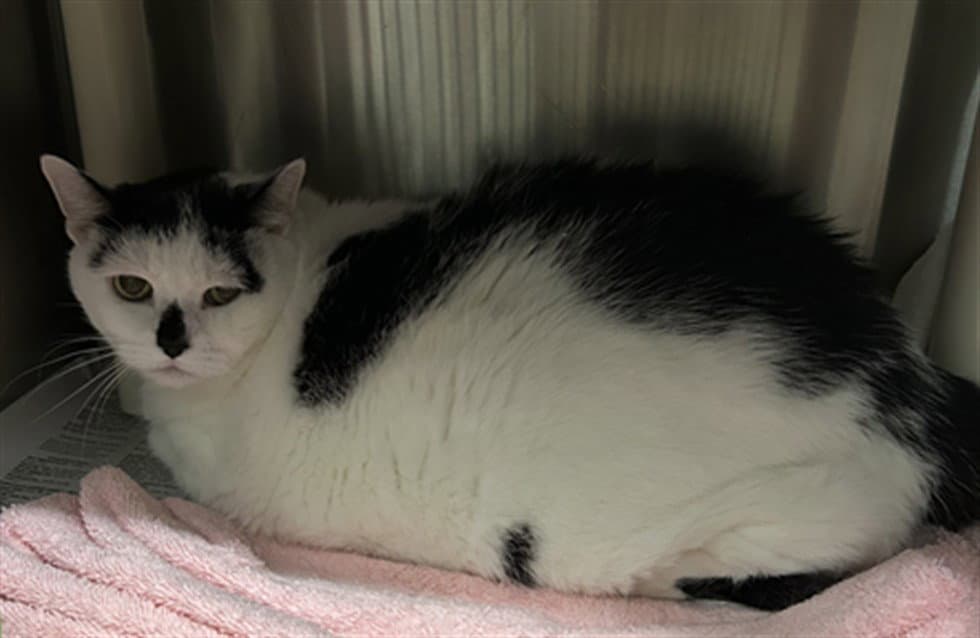 Cookie - Domestic Short Hair