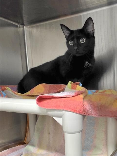 Brookie - Domestic Short Hair