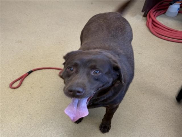 Miko - Labrador Retriever