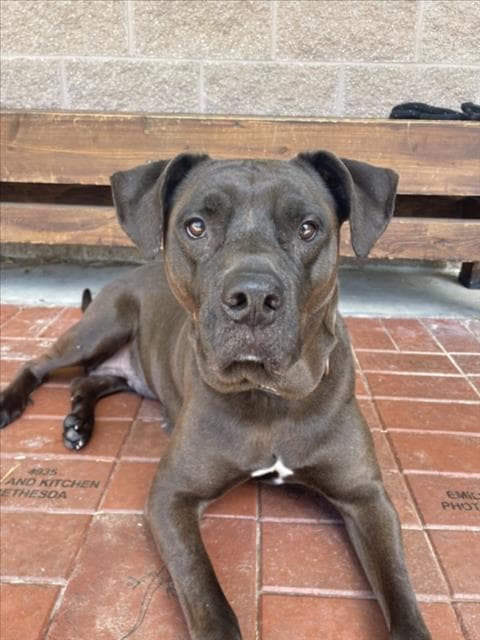 Raven - Labrador Retriever