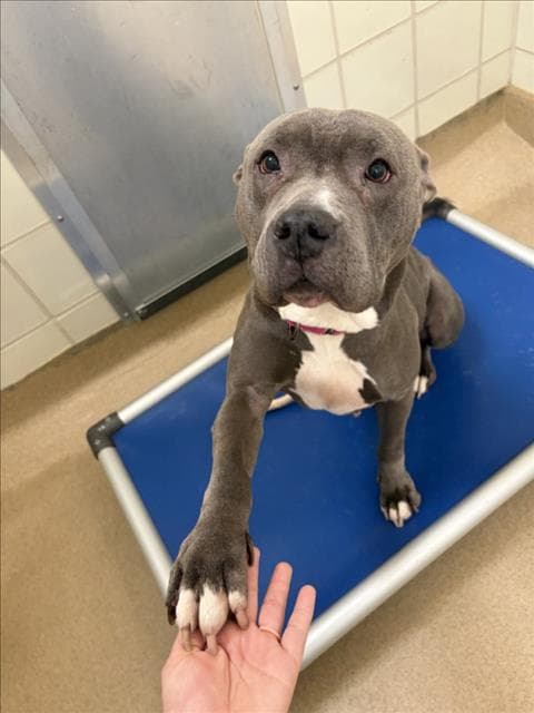 Roxy - American Pit Bull Terrier