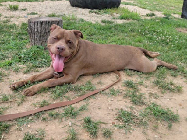 Horatio - American Pit Bull Terrier