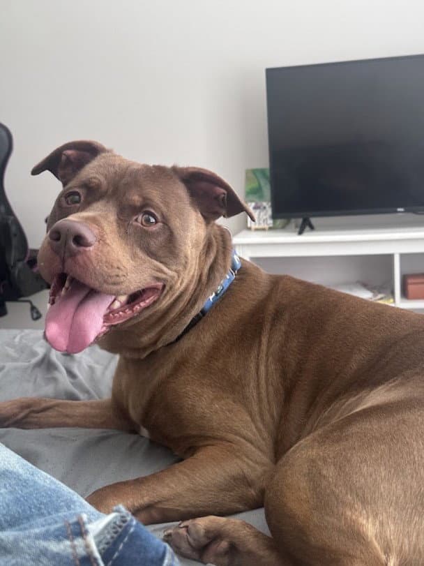 Horatio - American Pit Bull Terrier