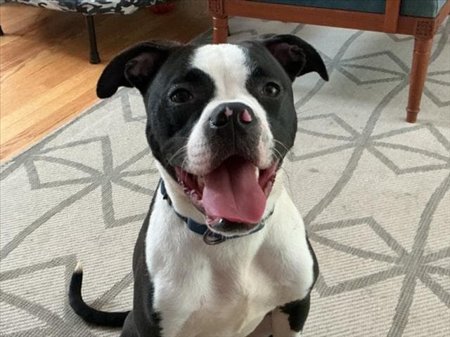 Cane - Boxer
