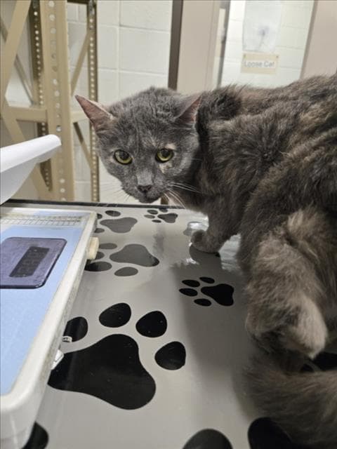 Yuki - Domestic Short Hair