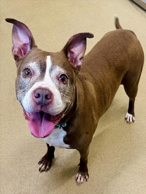 Coco - American Pit Bull Terrier