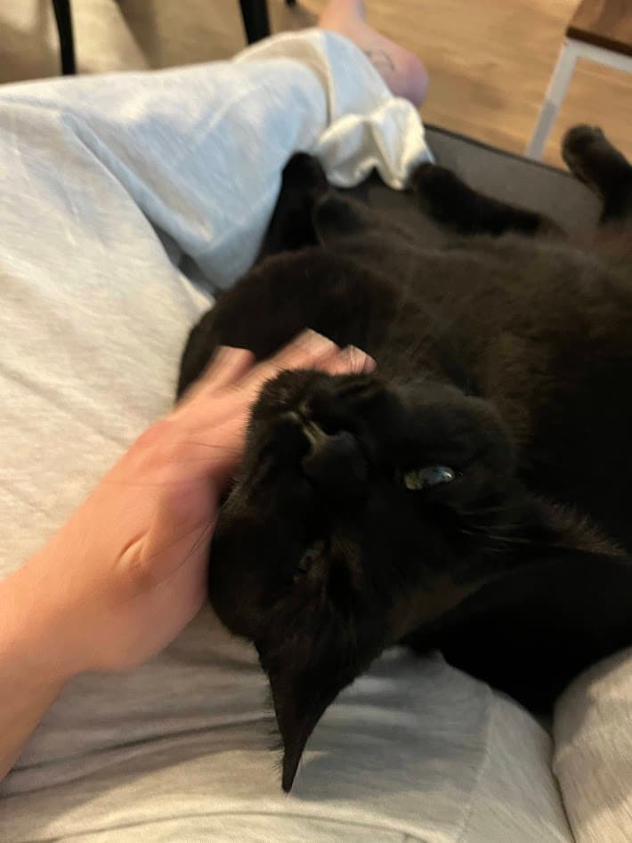 Alfatfa - Domestic Short Hair