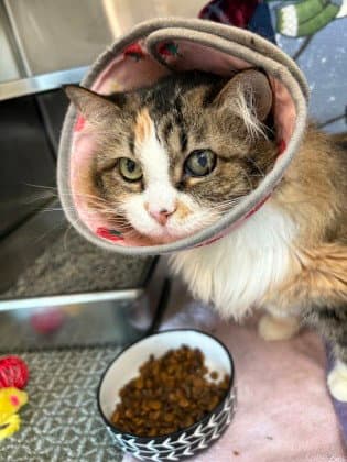 Fuzzy - Domestic Long Hair