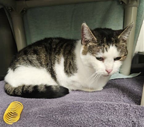 Winnie - Domestic Short Hair