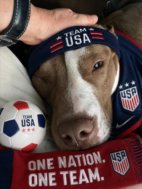 Bryan - American Pit Bull Terrier