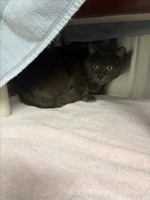 Rori - Domestic Short Hair