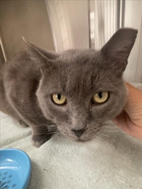 Rori - Domestic Short Hair