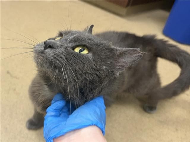 Shadow - Domestic Short Hair