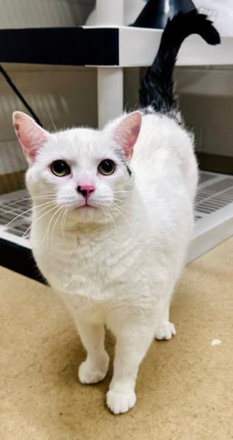 Luna - Domestic Short Hair