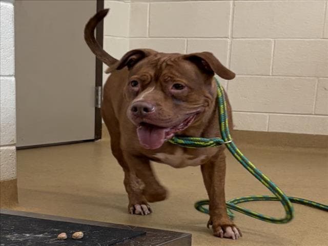 Ginger - American Pit Bull Terrier