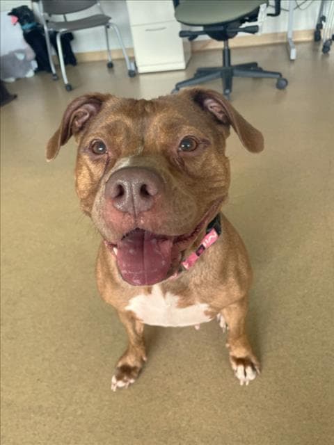 Ginger - American Pit Bull Terrier