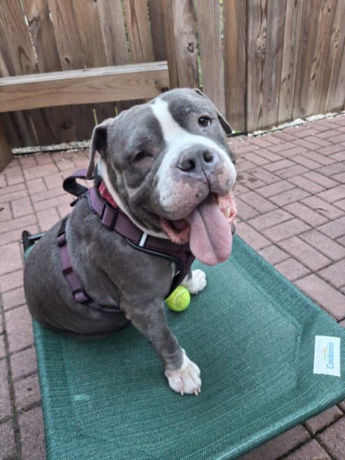 Scooby - American Pit Bull Terrier