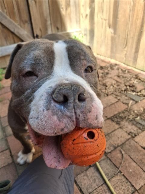 Scooby - American Pit Bull Terrier