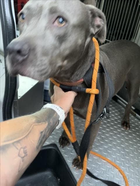 Sky - American Pit Bull Terrier