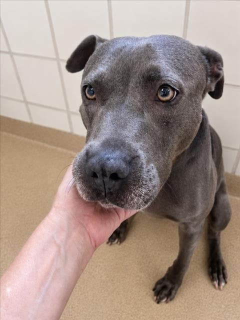 Sky - American Pit Bull Terrier