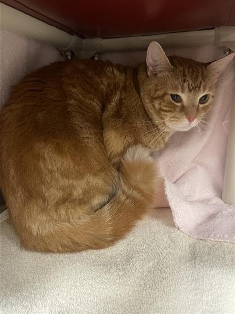 Aguerro - Domestic Short Hair