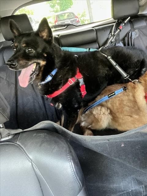 Neron - Australian Kelpie