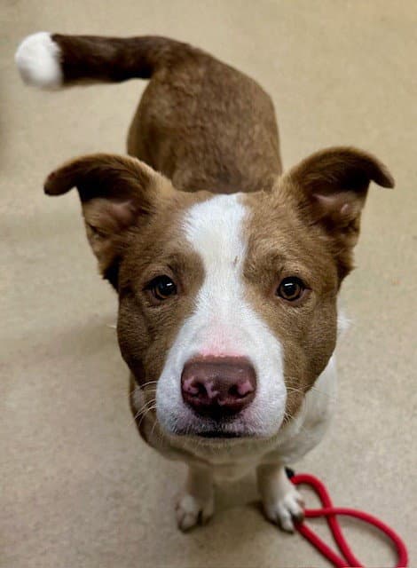 Browny - Border Collie