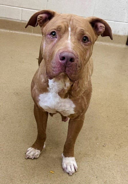Rosie - American Pit Bull Terrier