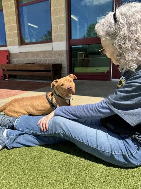 Rosie - American Pit Bull Terrier