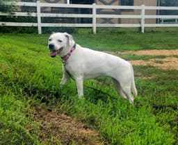 Lucy image 1
