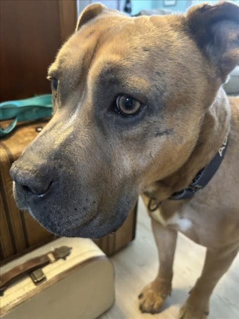 Simbalucci - Mastiff