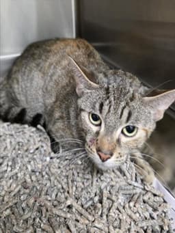 Dulce Gato image 1