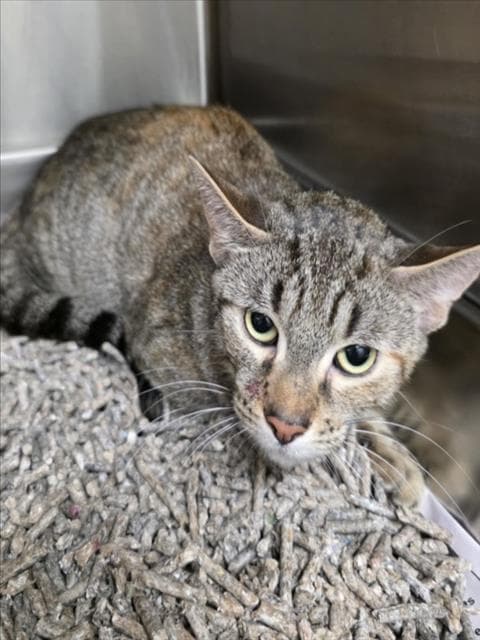 Dulce Gato - Domestic Short Hair