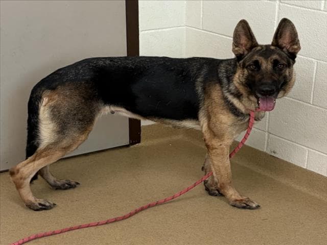 Mightyena - German Shepherd Dog