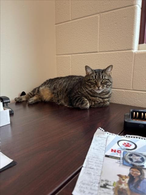 Kira - Domestic Short Hair