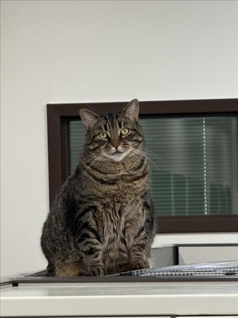 Kira - Domestic Short Hair