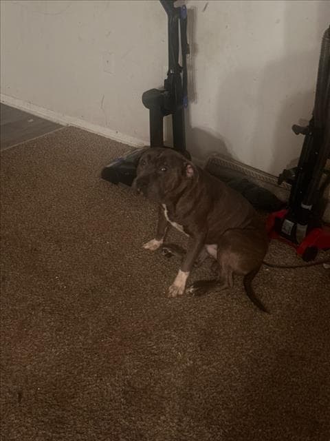 Ox - American Pit Bull Terrier