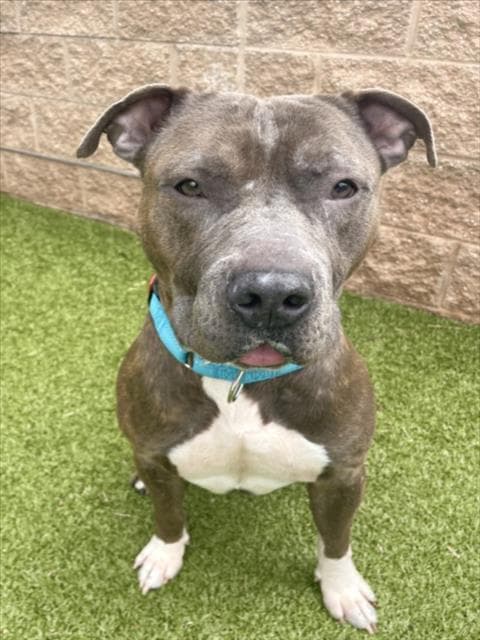 Ox - American Pit Bull Terrier